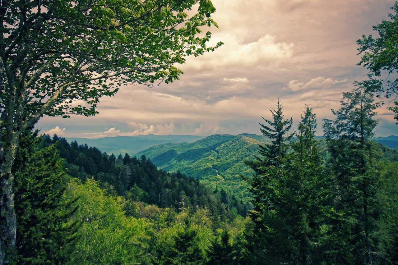 Exploring the Unique Flora of the Great Smoky Mountains